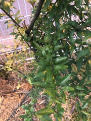 Punica