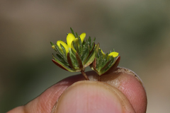 Ceratocephala testiculata