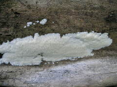 Dentipellis fragilis