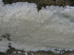 Dentipellis fragilis