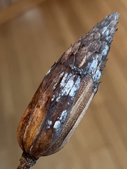 Erysiphe liriodendri