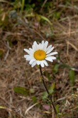 Leucanthemum vulgare