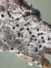 Erysiphe liriodendri