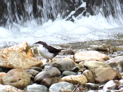 Cinclus leucocephalus
