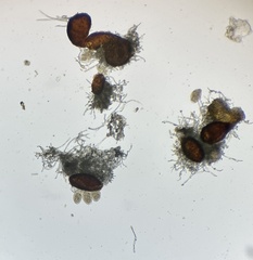 Erysiphe liriodendri