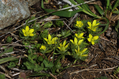 Ceratocephala testiculata