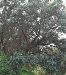 Quercus