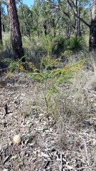 Daviesia umbellulata