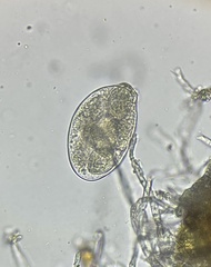 Erysiphe liriodendri