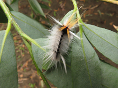 Halysidota ruscheweyhi