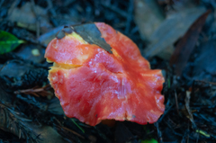 Hygrocybe laetissima