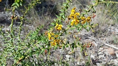Daviesia umbellulata