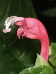 Centropogon cornutus