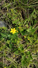 Bidens triplinervia