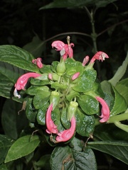 Centropogon cornutus