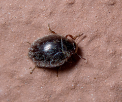 Simplocaria semistriata