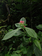 Centropogon cornutus