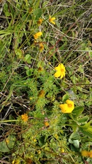 Bidens triplinervia