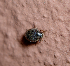 Simplocaria semistriata