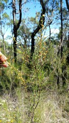 Acacia quadrilateralis