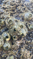 Semibalanus cariosus