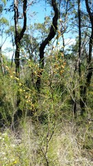 Acacia quadrilateralis
