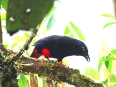 Hypopyrrhus pyrohypogaster
