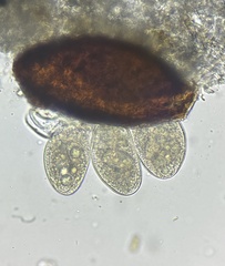 Erysiphe liriodendri