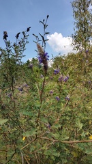 Dalea coerulea