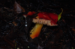 Hygrocybe laetissima