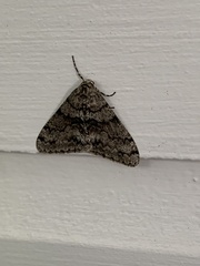 Phigalia denticulata