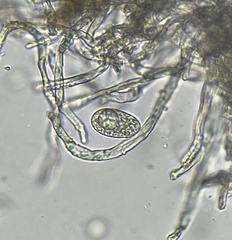 Erysiphe liriodendri