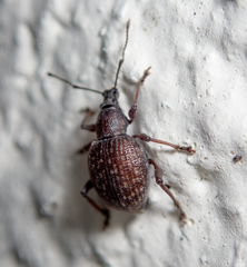 Otiorhynchus