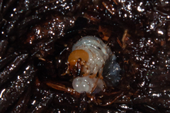 Scarabaeoidea