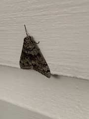 Phigalia denticulata