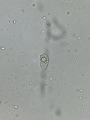 Erysiphe liriodendri