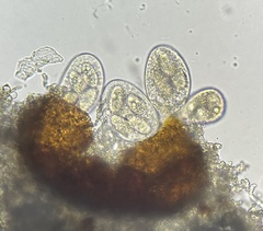 Erysiphe liriodendri