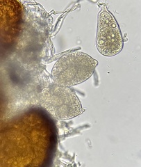 Erysiphe liriodendri