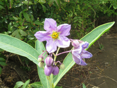 Solanum glaucophyllum