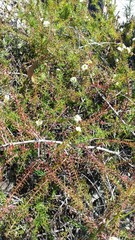 Platysace ericoides