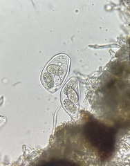 Erysiphe liriodendri