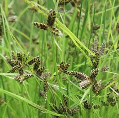 Cyperus sanguinolentus