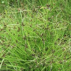 Cyperus sanguinolentus