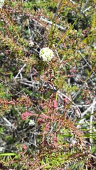 Platysace ericoides
