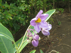 Solanum glaucophyllum