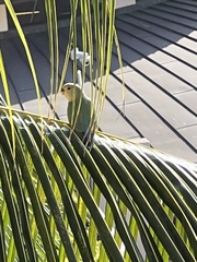 Agapornis roseicollis