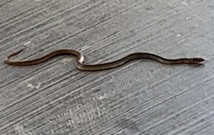 Coelognathus radiatus