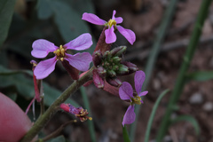 Chorispora purpurascens