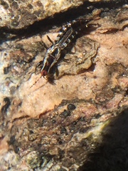 Macrophthalmothrips argus
