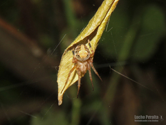 Araneus omnicolor